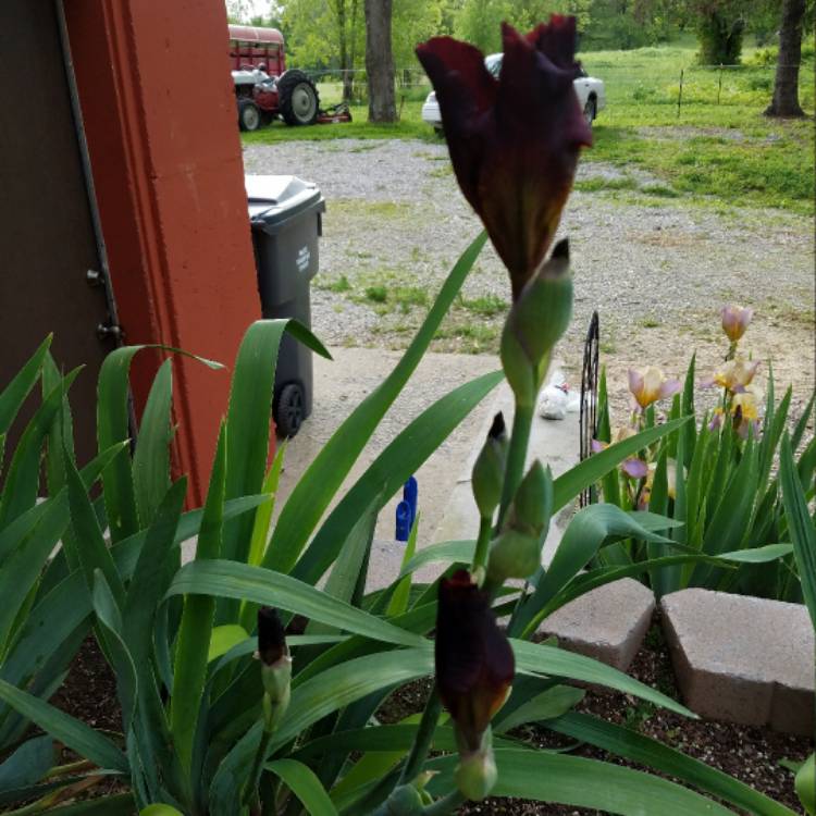plant image 385657