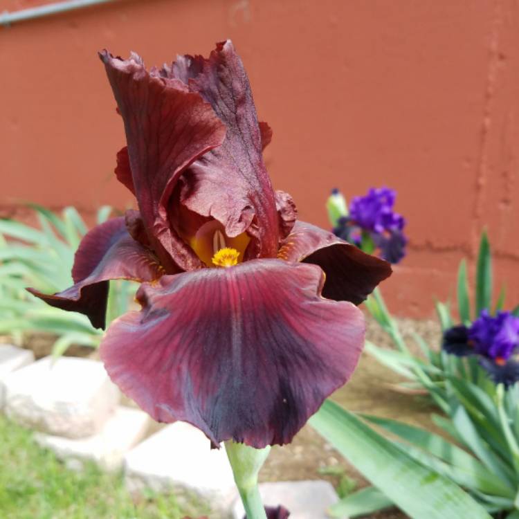 plant image 385879