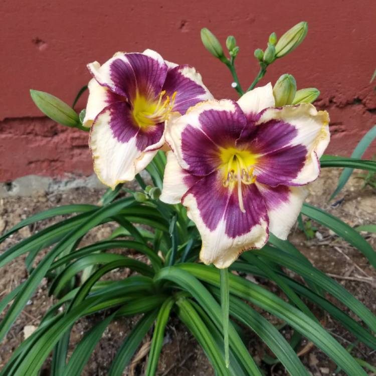 Plant image Hemerocallis 'Wild Horses'