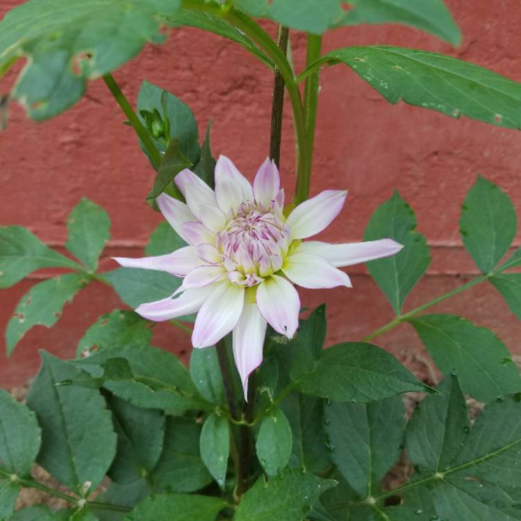 Plant image Dahlia 'Crazy Love'