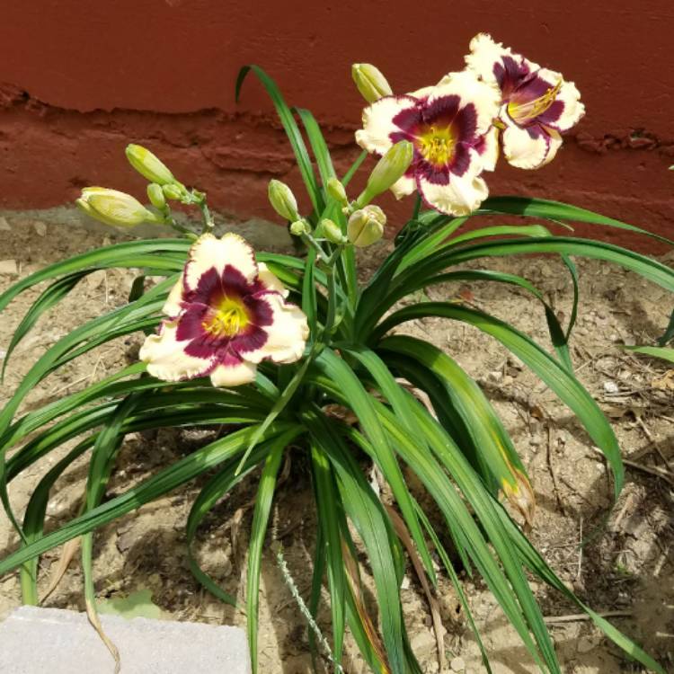 Plant image Hemerocallis 'Wild Horses'