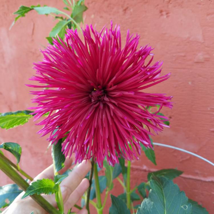 plant image 477959