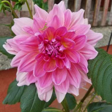 Dahlia 'Penhill Dark Monarch'