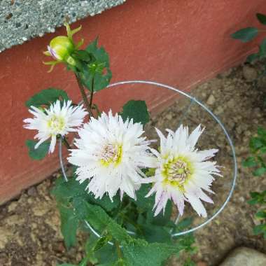 Dahlia 'Crazy Love' (Decorative)