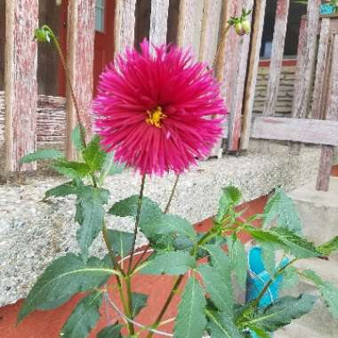 Dahlia