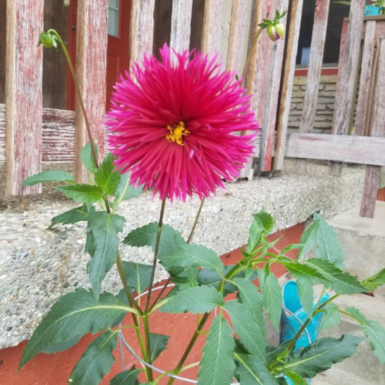 plant image 484552