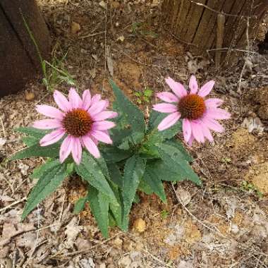 Coneflower 'Kim's Knee High'