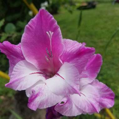 Gladioli
