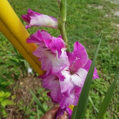 Gladioli