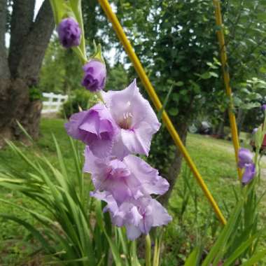 Gladioli