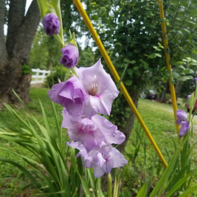 plant image 484557