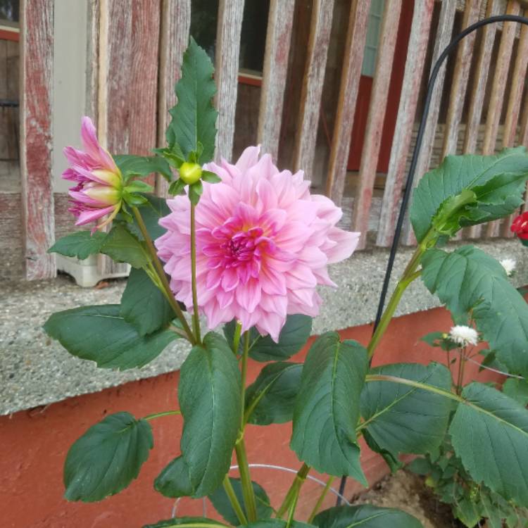 plant image 493154