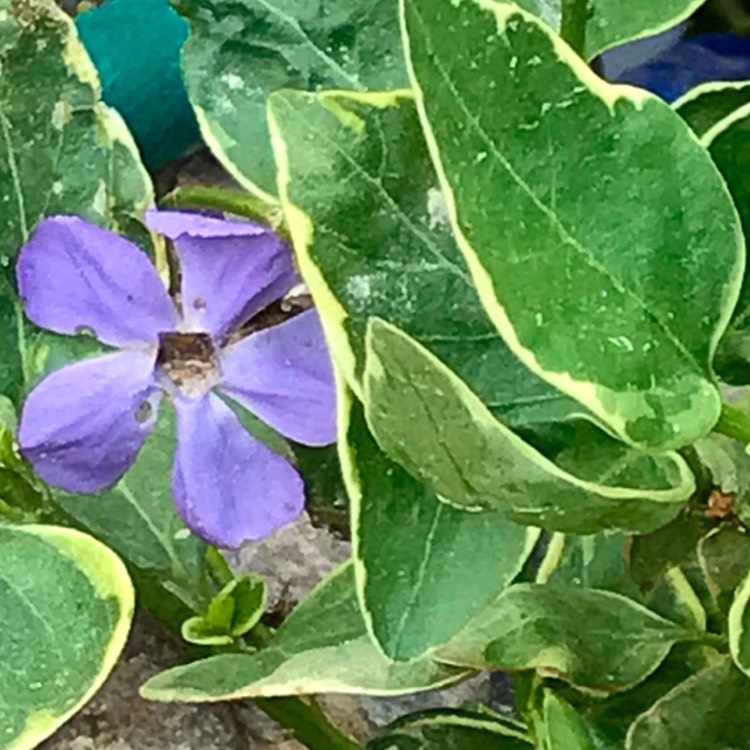 plant image 360660