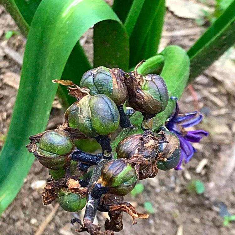 Plant image Hyacinthus orientalis 'Blue Eyes'