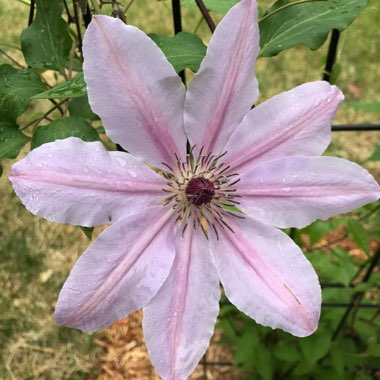 Clematis 'Mrs Cholmondeley'
