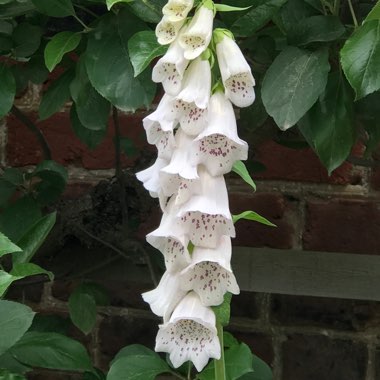 Digitalis purpurea f. albiflora
