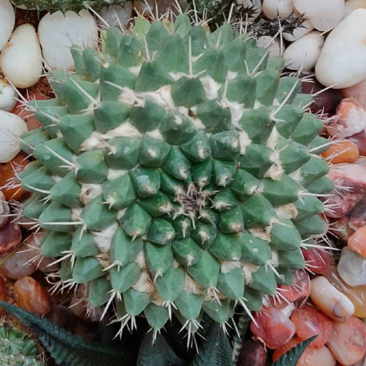 Plant image Mammillaria polythele f. nuda syn. Mammillaria polythele 'Stachellos'