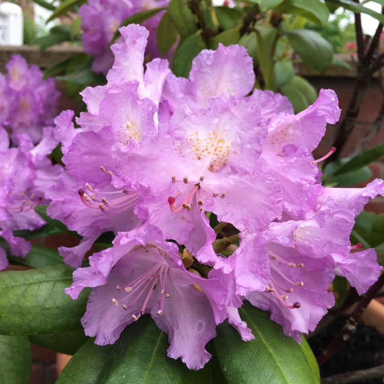 plant image 424523