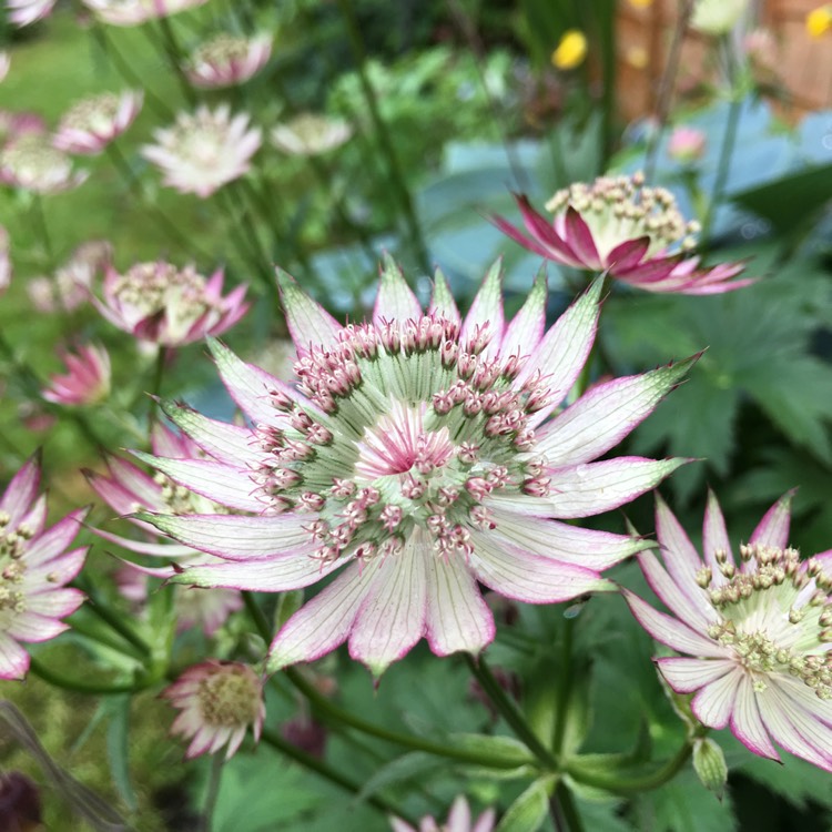 plant image 424582
