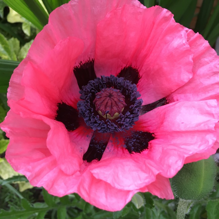 Plant image Papaver 'Poppy Love'