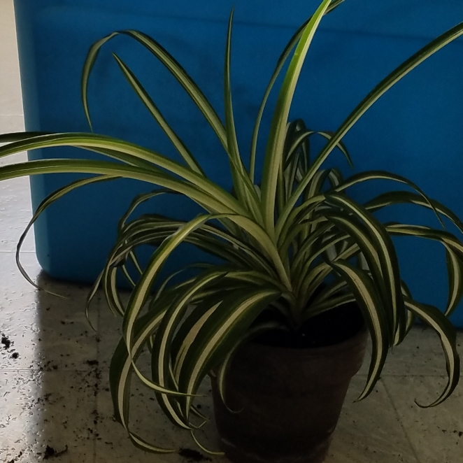 plant image 1299142 plant image 1299142