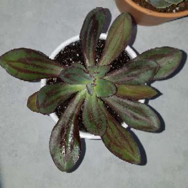 Echeveria Nodulosa