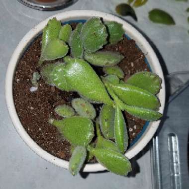 Cotyledon tomentosa