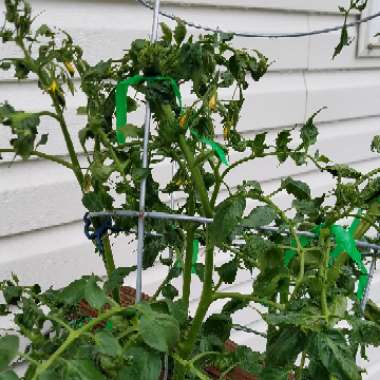 Solanum Lycopersicum 'Early Girl'