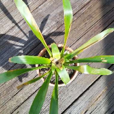 Guzmania lingulata