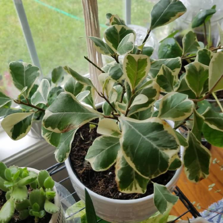 plant image 1364982