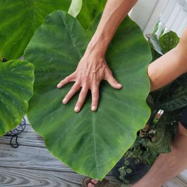 Colocasia esculenta  syn. Colocasia antiquorum