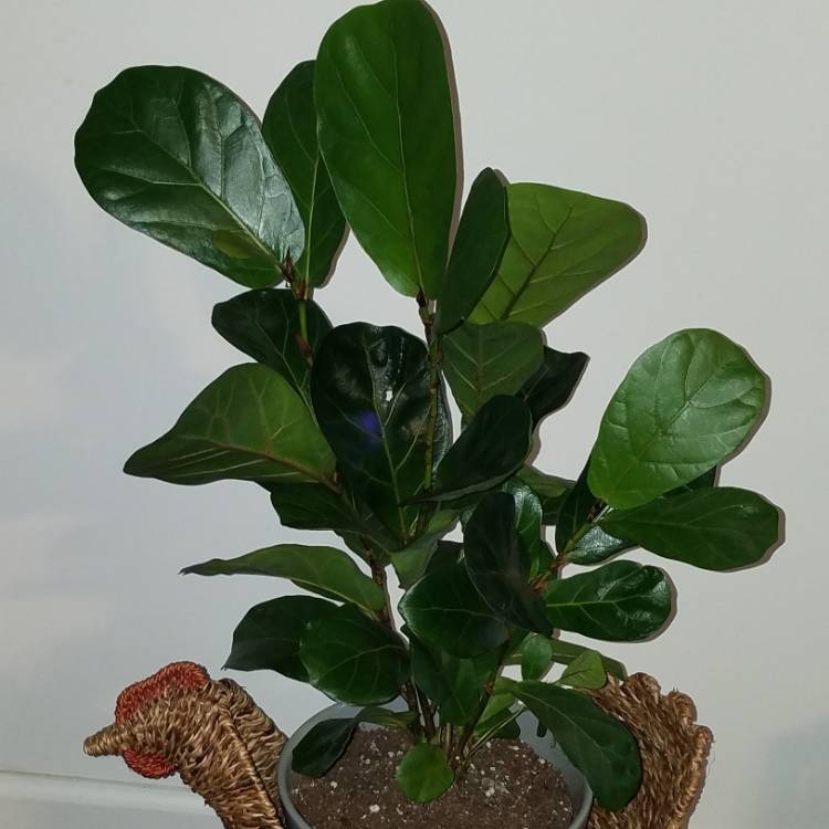 plant image 1376324