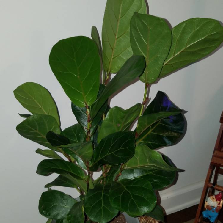 Plant image Ficus Lyrata Bambino