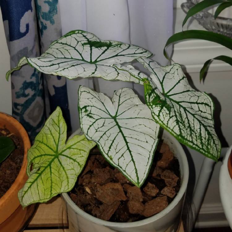 plant image 1376337