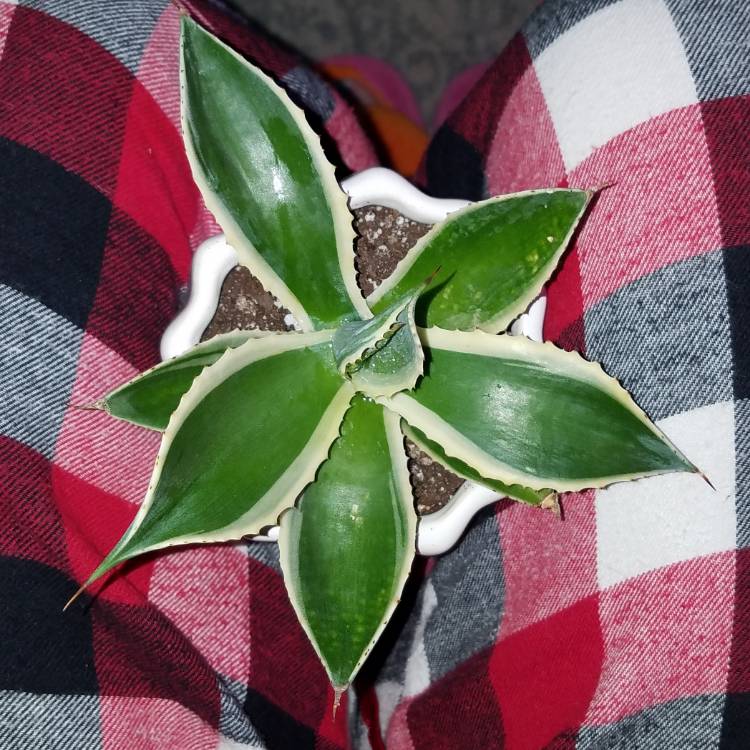 plant image 1376356