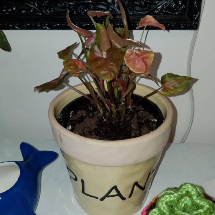 plant image 1378775