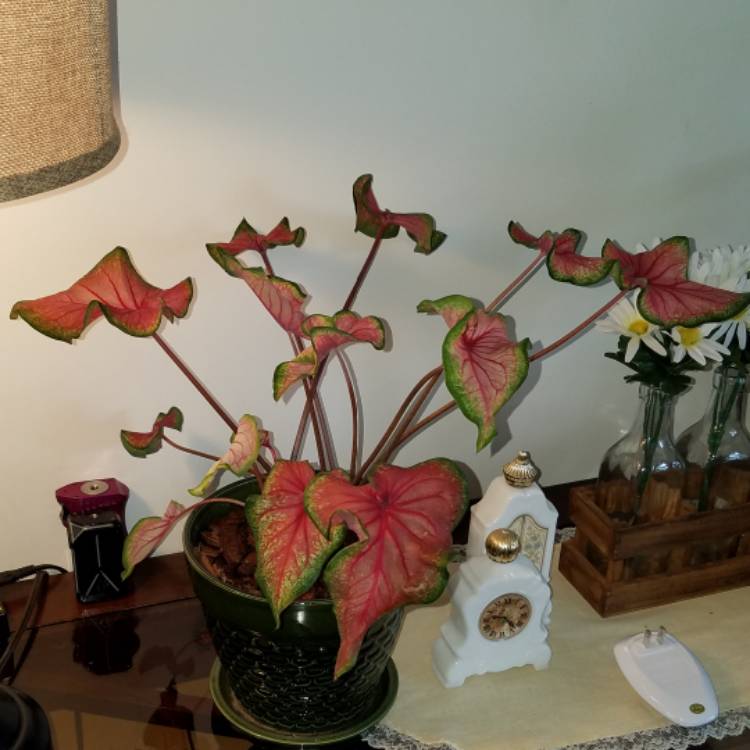 plant image 1378776 plant image 1378776
