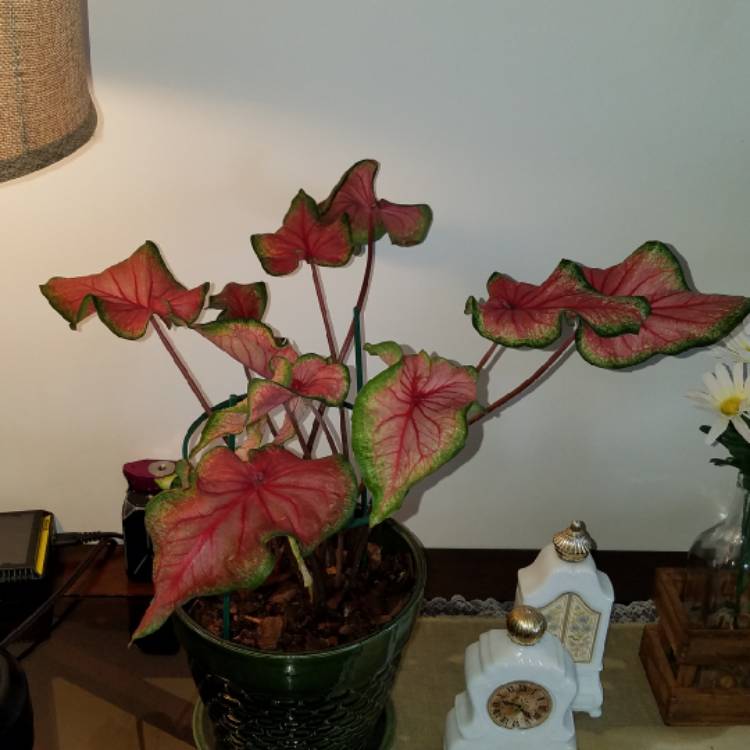plant image 1378781 plant image 1378781
