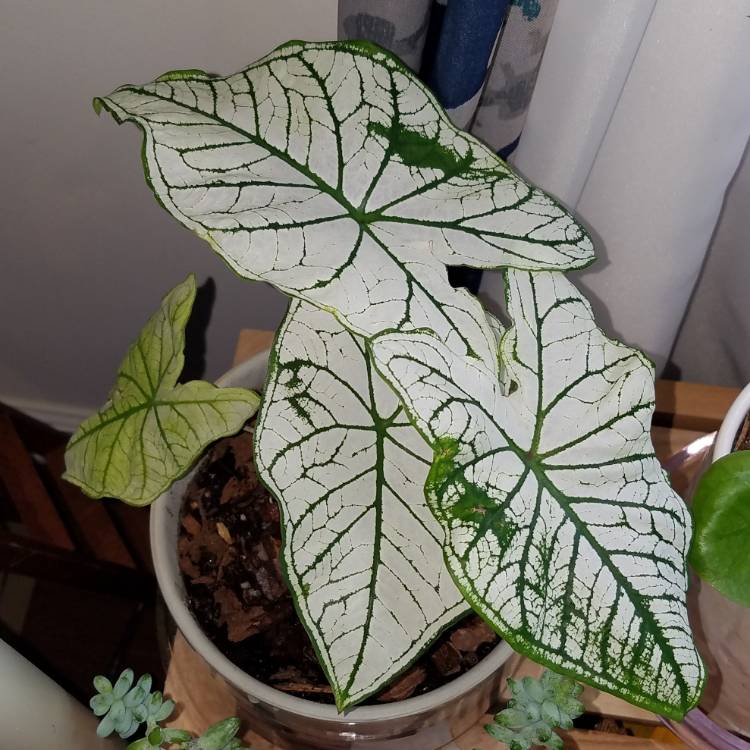 Plant image Caladium Candidum 'Junior Improved'
