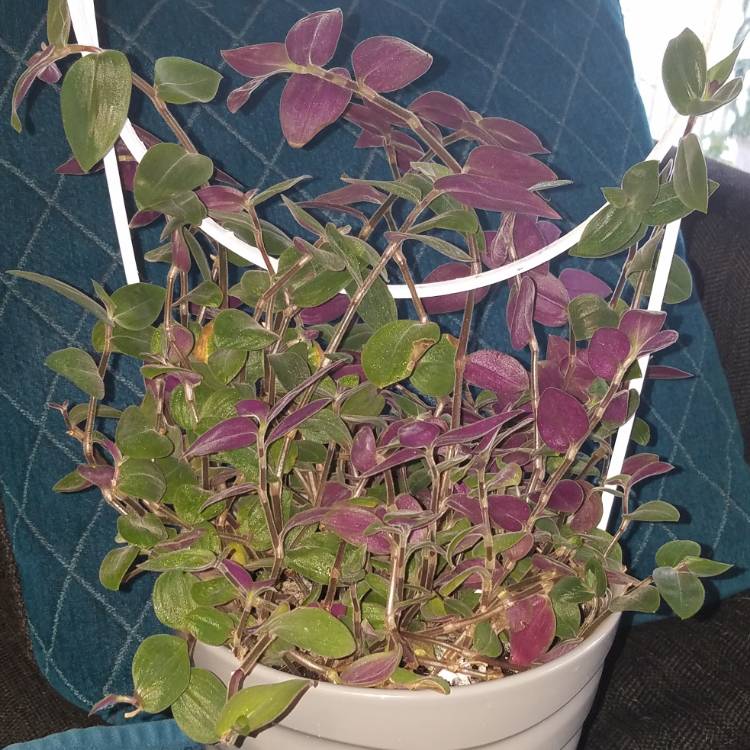 Plant image Tradescantia chrysophylla 'Baby Bunny Bellies'