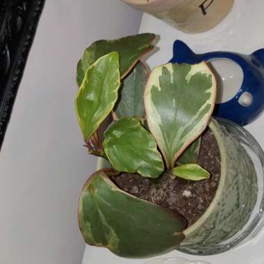 Peperomia clusiifolia 'Ginny'