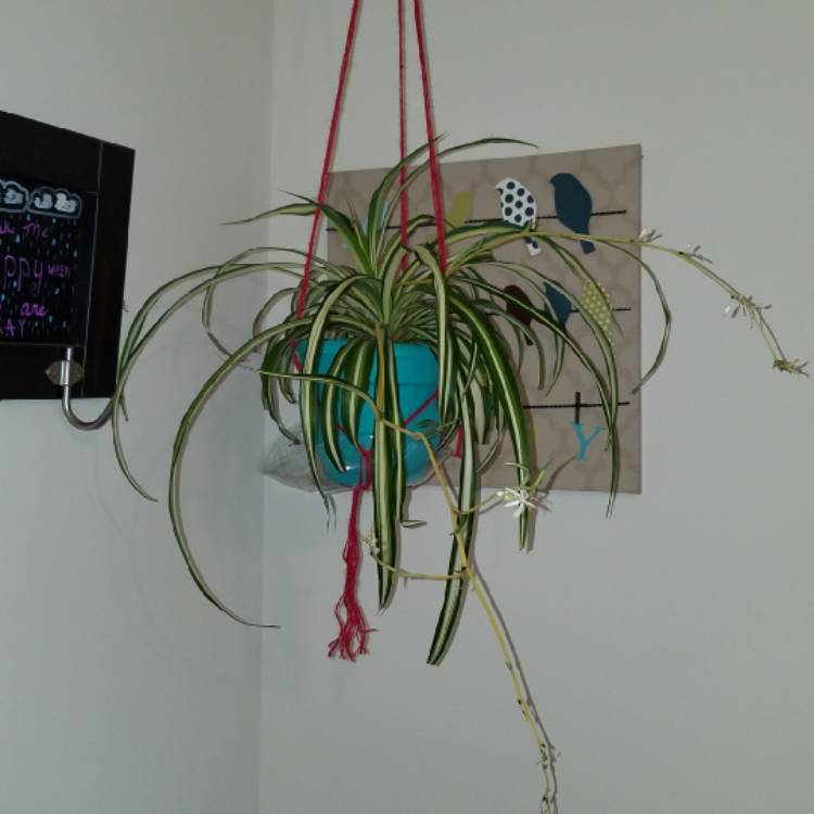 plant image 1381915 plant image 1381915