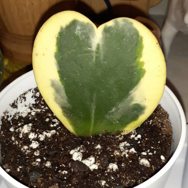 Plant image Hoya Kerrii Variegata