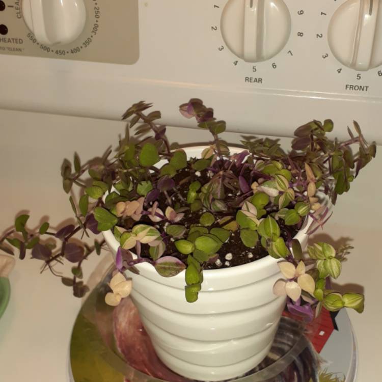 plant image 1411663