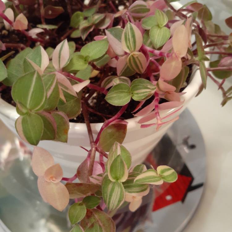 Plant image Callisia repens 'Bianca'