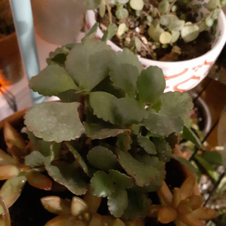 Plant image Kalanchoe Bordeaux