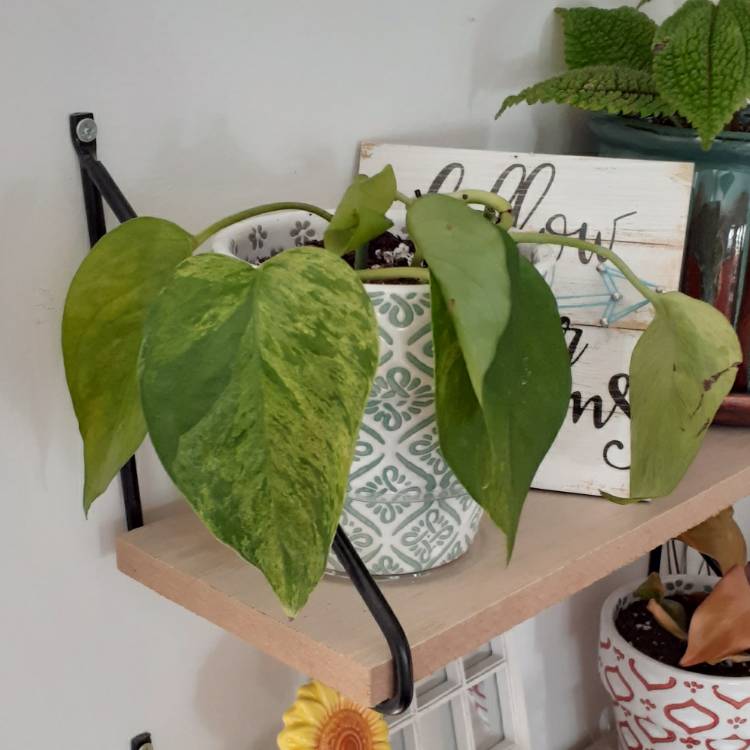 plant image 1418511