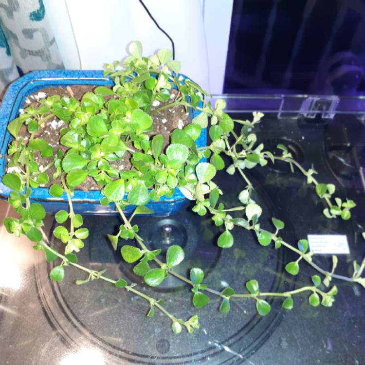 plant image 1423955