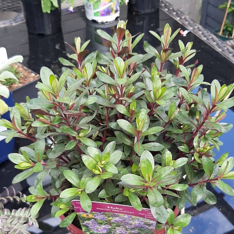 plant image 1462401