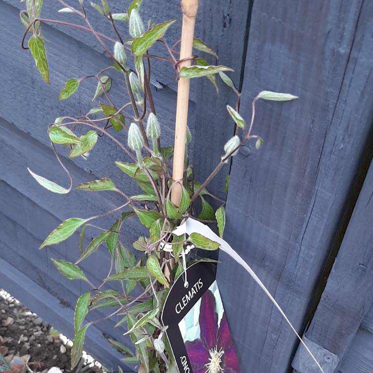 plant image 1462406